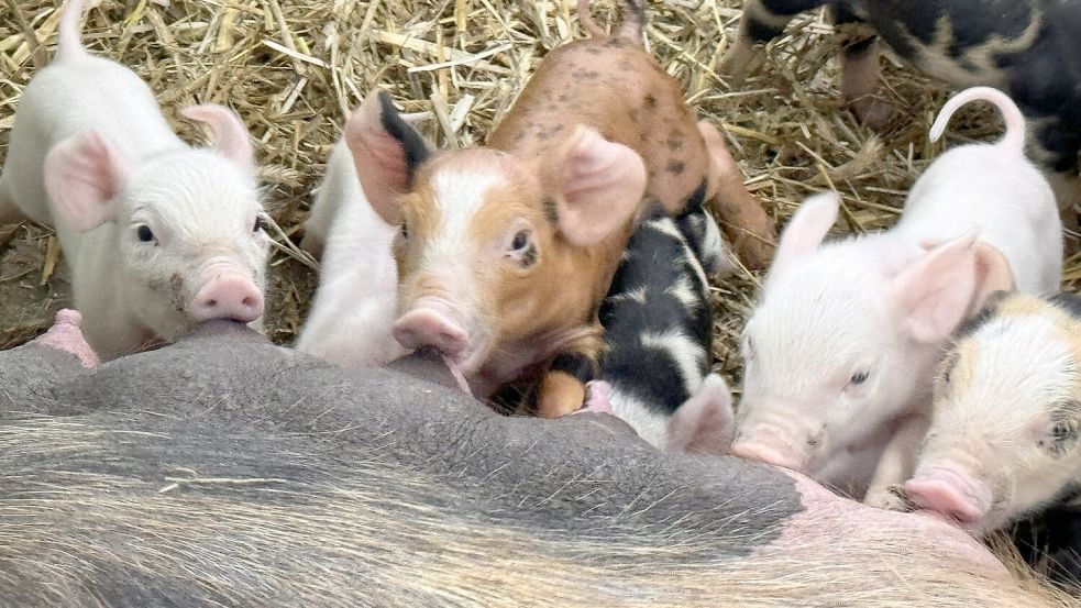 Sind Bio-Tiere glücklicher? Studien sagen ja. Die Meinung der Tiere, wie dieser Ferkel aus Sandhorst, bleibt wohl ein Geheimnis. Foto: DPA