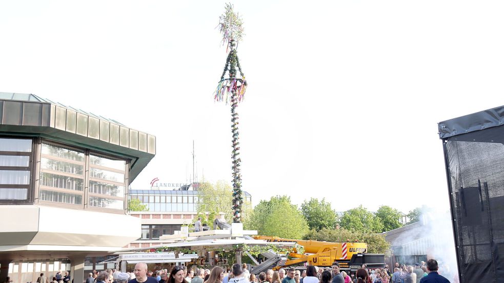 So sah der Maibaum am Abend des 30. April und auch noch am 1. Mai aus – trotz einer zwischenzeitlichen Klau-Aktion. Foto: Karin Böhmer