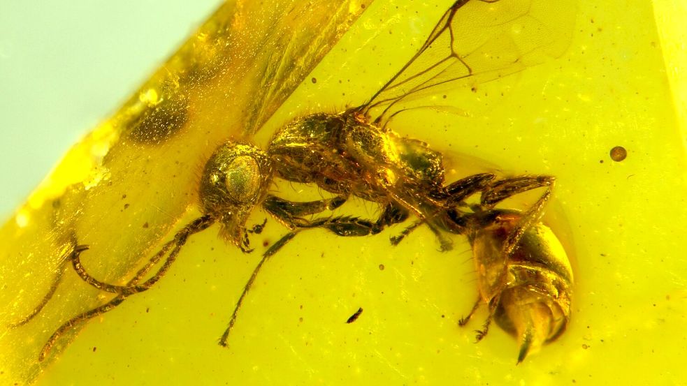 Insektenforscher haben eine bislang unbekannte Wespenart in einem 100 Millionen Jahre altem Bernstein entdeckt. Foto: Brazidec et al. 2024 Insects, 15/Übersee-Museum/dpa