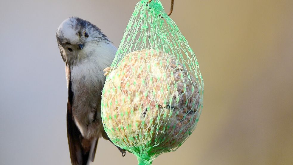 Eine Schwanzmeise am Meisenknödel. Foto: Erwin Bette