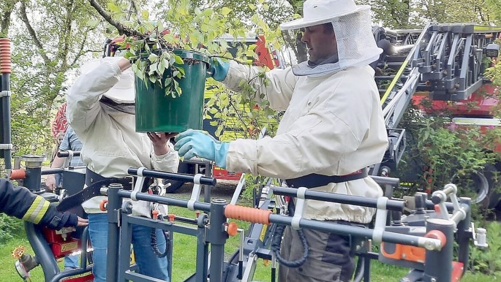 Imker fuhren mit der Drehleiter hoch und holten die Bienen samt Ast vom Baum. Foto: Feuerwehr Norden