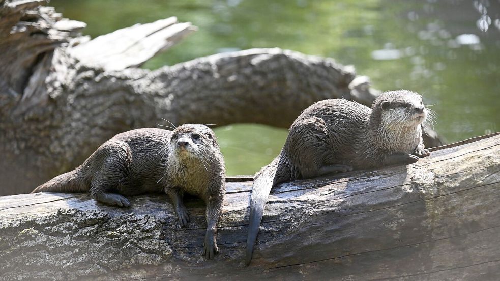 So sitzt es sich gemütlich - Otter brauchen allerdins viel Bewegung. Foto: Sebastian Christoph Gollnow/dpa