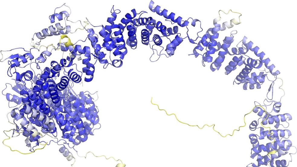 Das Modell der AlphaFold Protein Structure Database stellt das Rückgrat der Proteinstruktur dar. Sogenannte Sekundärstrukturelemente sind als Bänder wiedergegeben. In den blauen Bereichen ist das Model vermutlich zuverlässig. Die gelben Bereiche sind wahrscheinlich flexibel, und nur eine mögliche Struktur ist dargestellt. Foto: -/AlphaFold Protein Structure Database/dpa