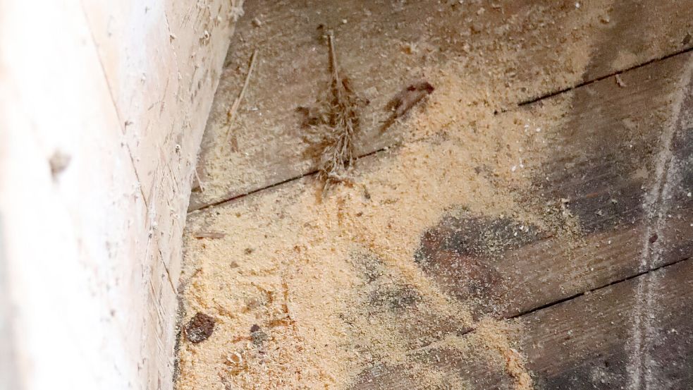 An einigen Stellen hat der Holzwurm Einzug gehalten. Im Juni kommt ein Experte für die Bekämpfung des Schädlings an einem der Öffentlichkeit zugänglichen Ort. Foto: Karin Böhmer