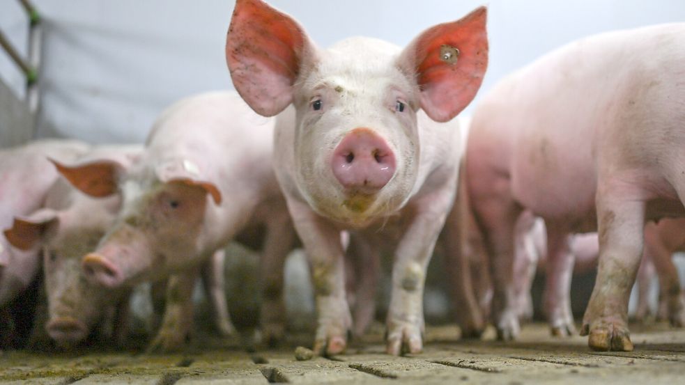 Das Schweineleben in Deutschland wird durch Verordnungen und Gesetze geregelt. Aber verstoßen diese Regeln gegen die Verfassung? Foto: dpa