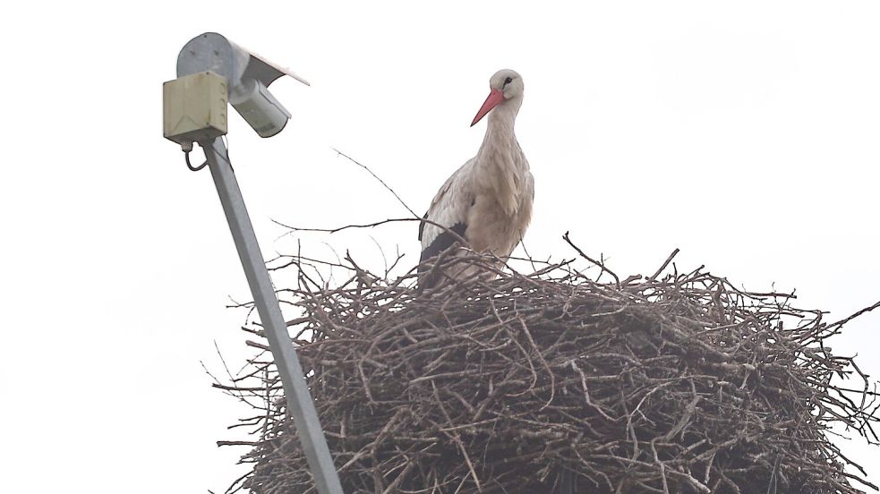 Ein Storch stand am Dienstagvormittag im Nest. Foto: Romuald Banik