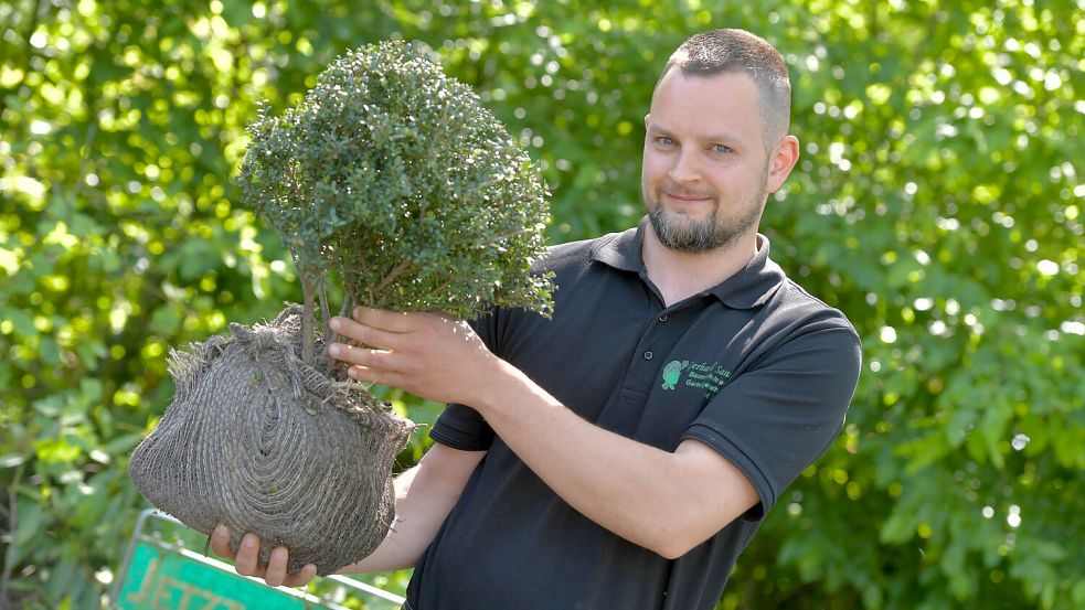 Gärtnermeister Nils Sander hat zwar noch Buchsbäume in seinem Sortiment, rät aber zu Ersatzpflanzungen. Fotos: Ortgies