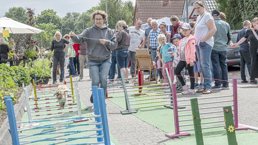 Mitglieder des Rassekaninchenzuchtvereins Norden zeigten ein Kaninhop-Parcoursspringen ihrer Vierbeiner. Foto: Folkert Bents