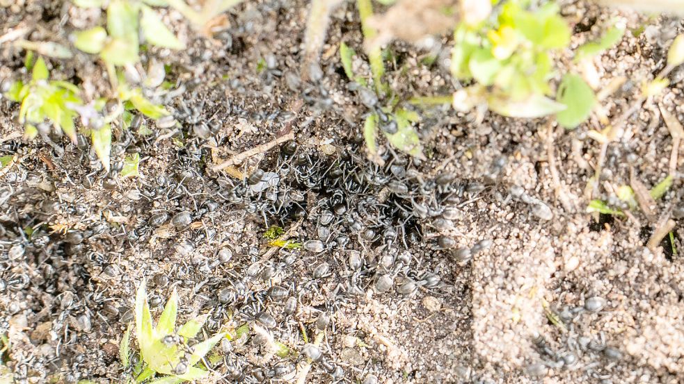 Grund zur Beunruhigung: Die Ameisenart „Tapinoma magnum“ breitet sich rasant in der badischen Stadt Kehl aus. Foto: dpa/Stadt Kehl | Annette Lipowsky