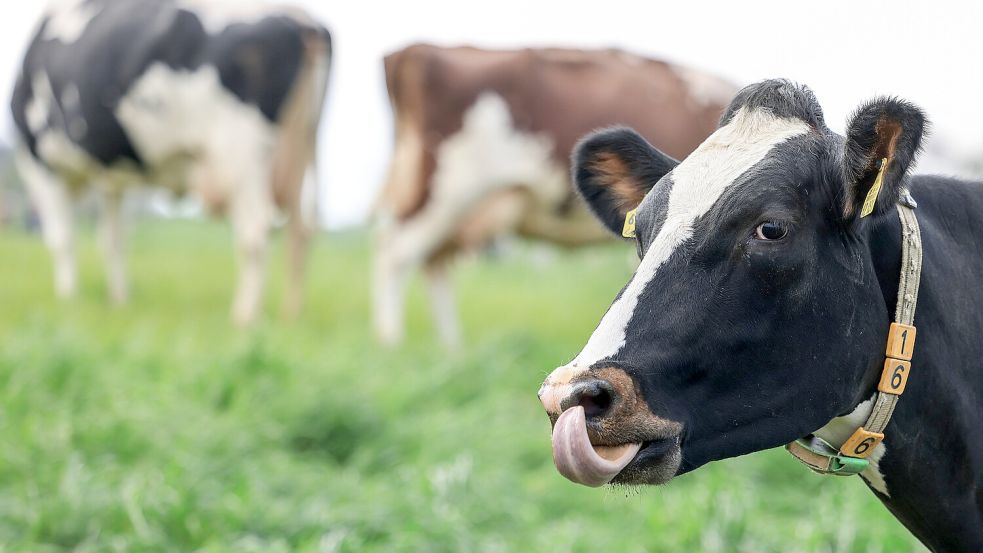 Seit 2018 wurde der Landwirt aus Südbrookmerland vom Veterinäramt beobachtet, weil die Ernährungssituation von Tieren auf dem Hof auffällig war. Foto: DPA