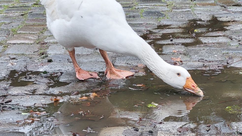 Eine Gans am Fuße der Delmenhorster Graft trinkt aus einer Pfütze. Davon gibt es in der Stadt derzeit so einige. Foto: Jonas Altwein