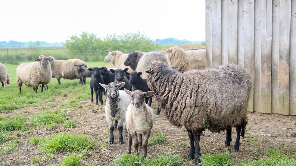 Vor knapp einem Monat waren die Lämmer noch recht klein. Nun werden sie das erste Mal wie die Großen geschoren. Foto: Romuald Banik