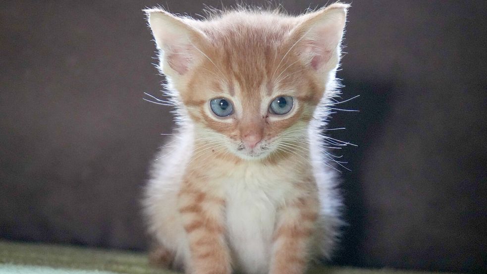 Ein wenige Wochen alter Kater, der von den Tierfreunden Aurich aufgezogen wird. Foto: Helmut Vortanz