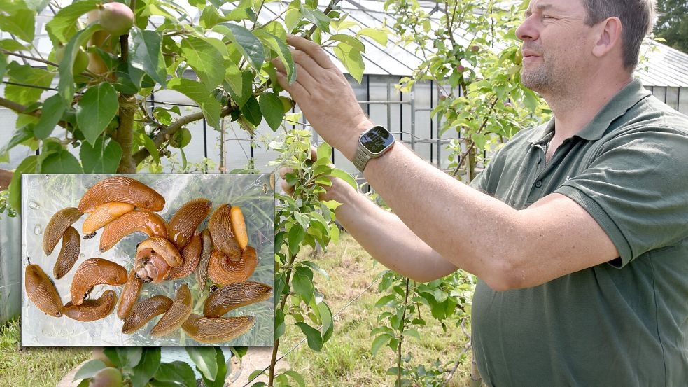 Oliver Swoboda sucht sogar seine Apfelbäume nach Nacktschnecken (kleines Foto) ab. Die Weichtiere richten auch auf dem Gelände seines Biohofes Erntezauber in Quickborn großen Schaden an. Foto: Claudia Ellersiek/Imago-Images
