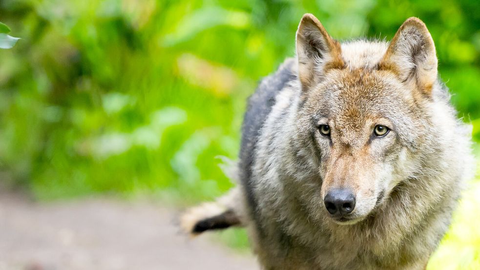 Jäger und Nationalparkverwaltung gehen davon aus, dass der Wolf (hier ein Bild aus dem Wildpark Lüneburger Heide) die Insel auch aus Mangel an Nahrung wieder verlassen wird. Foto: Schulze/DPA