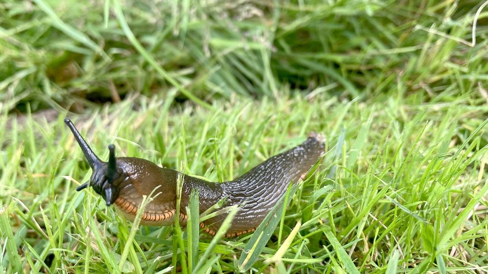 Viele Hobbygärtner verzweifeln an Nacktschnecken. Sie fressen nicht nur das Gemüse auf, sondern sind auch extrem schwer loszuwerden. Foto: Inga Gercke