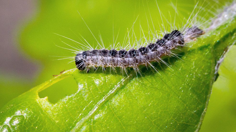 Wegen ihrer Brennhaare ist die Raupe des Eichenprozessionsspinners für Menschen gefährlich. Foto: Soeren Stache/DPA