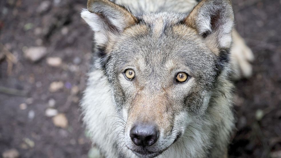 Ein junger Wolf steht in einem Gehege im Tierpark. Foto: DPA