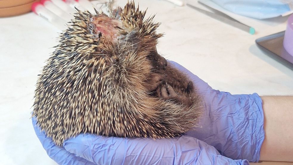 Dieser Igel hat eine große klaffende Wunde, die ihm vermutlich durch einen Rasentrimmer zugefügt wurde. Foto: Gettkowski