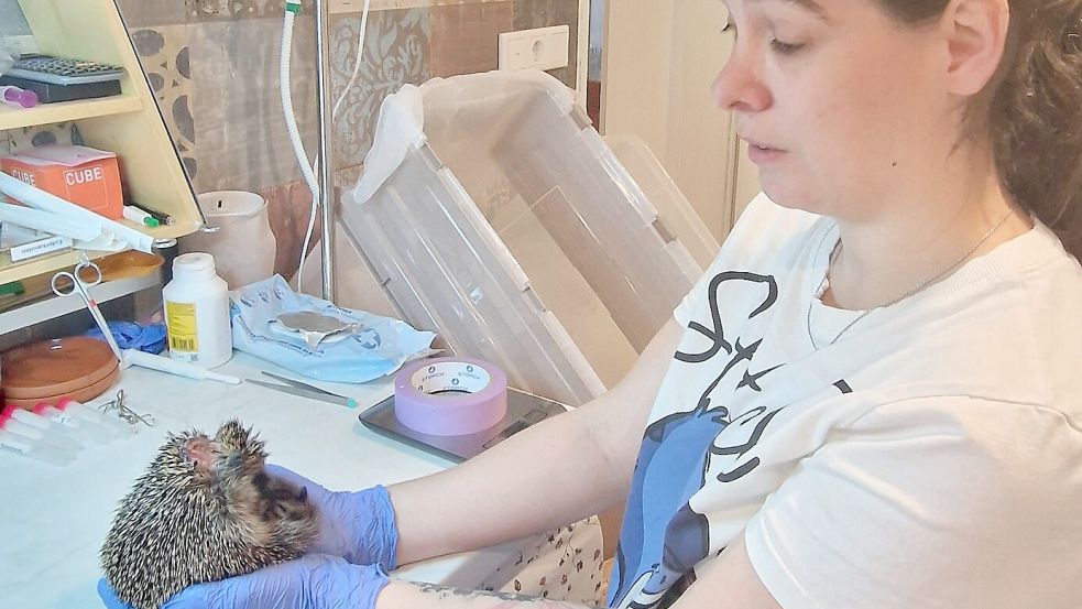 In einer Pflegestelle wird dieser verletzte Igel gesundgepflegt. Foto: Gettkowski