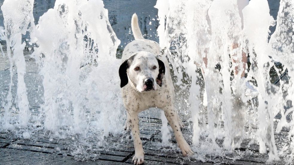 Zu Beginn der Hundstage 2024 wird es nicht so heiß, dass man das dringende Bedürfnis hat, sich zu erfrischen. Foto: Imago/McPHOTO