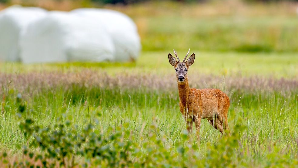 RevierRangeleien zwischen Mensch und Tier Warum die Rehe in Großefehn
