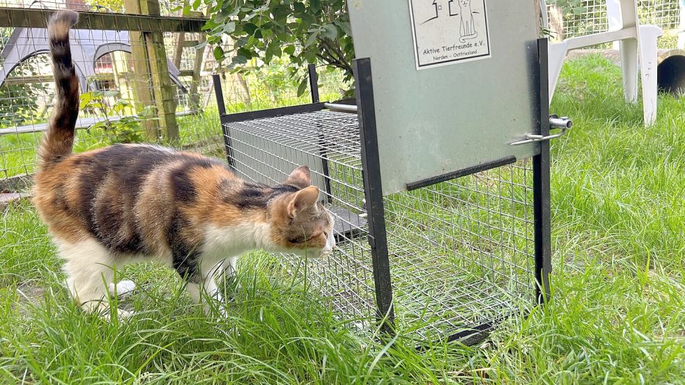 Mit dieser speziellen Lebendfalle werden die scheuen Katzen eingefangen. Foto: privat