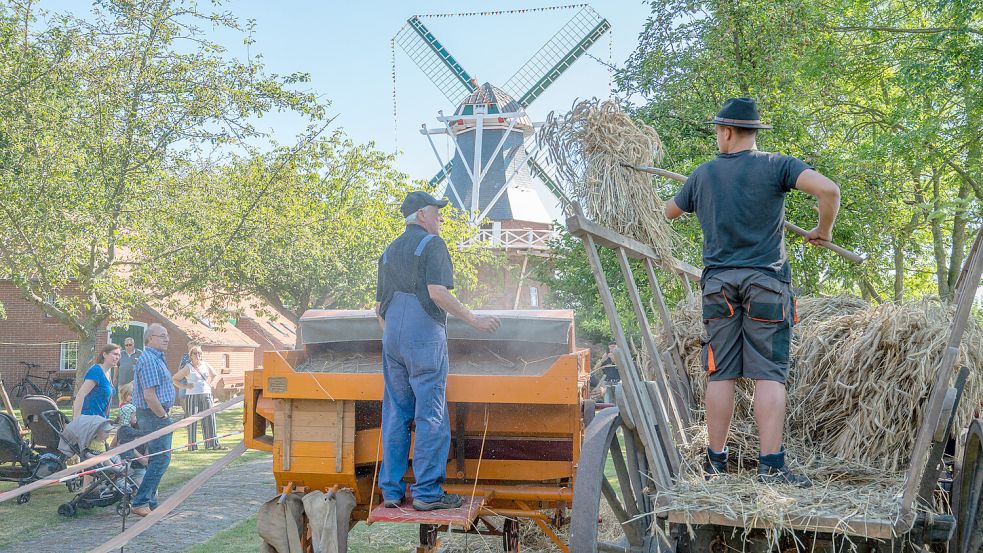 Beim Mühlenfest zeigten Mitglieder des Leezdorfer Heimatvereins, wie früher Getreide gedroschen wurde. Foto: Folkert Bents