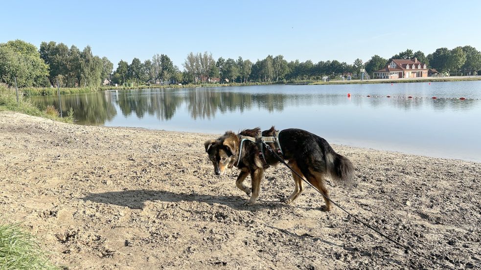 Ein Hund läuft durch den Sand am Hundestrand am Ihler Meer. Fotos: Christin Wetzel