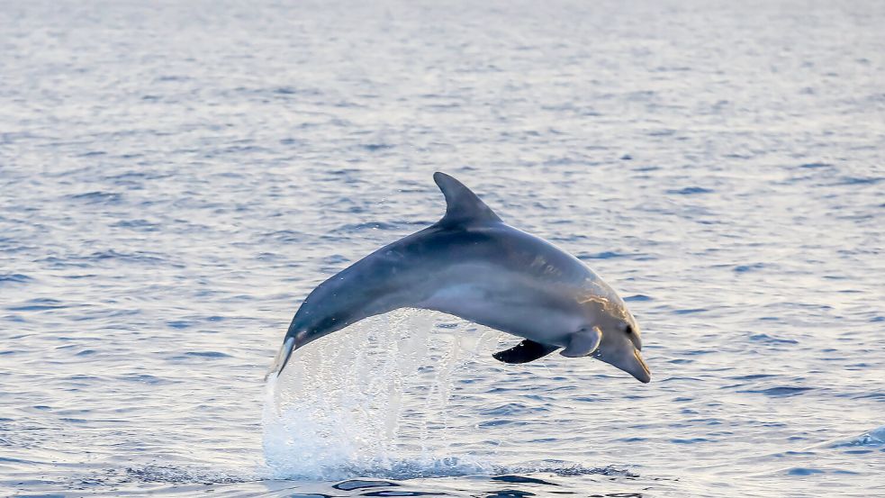 Der Delfin schwimmt in der Nähe der kroatischen Insel Krk. Foto: IMAGO/HANZA MEDIA