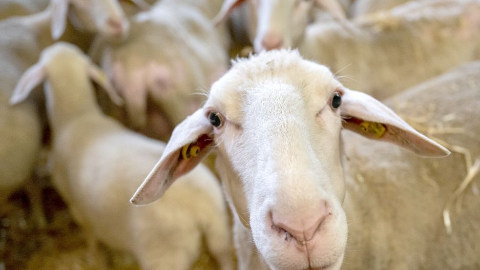 Schafe sind besonders gefährdet, wenn sie sich mit der Blauzungenkrankheit infizieren. Foto: DPA