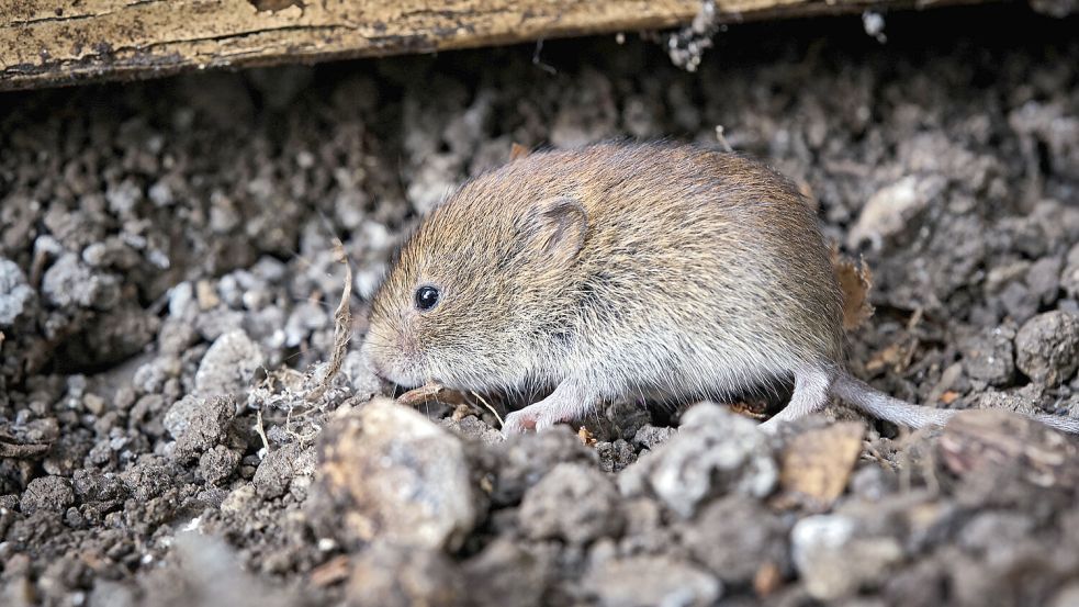 Das niedliche Aussehen von Wühlmäusen dürfte den Unmut von Gartenbesitzern wenig mildern. Foto: IMAGO/STAR-MEDIA
