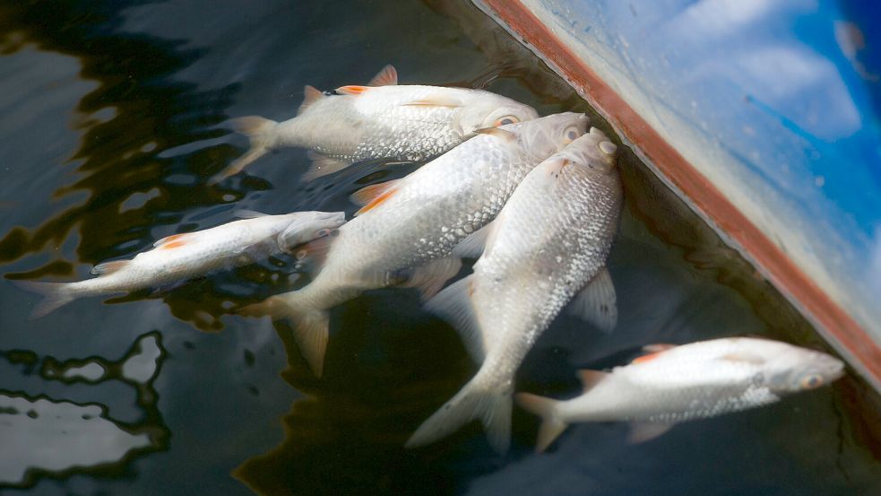 Zahlreiche tote Fische wurden am Wochenende in Gewässern in der Region gefunden. Foto: DPA