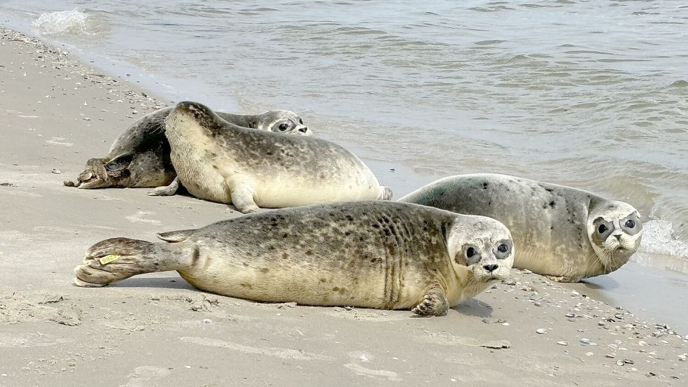 Odin (vorne) und Fridtjof bei ihrer Auswilderung vor der Insel Juist. Foto: Rebecca Kresse