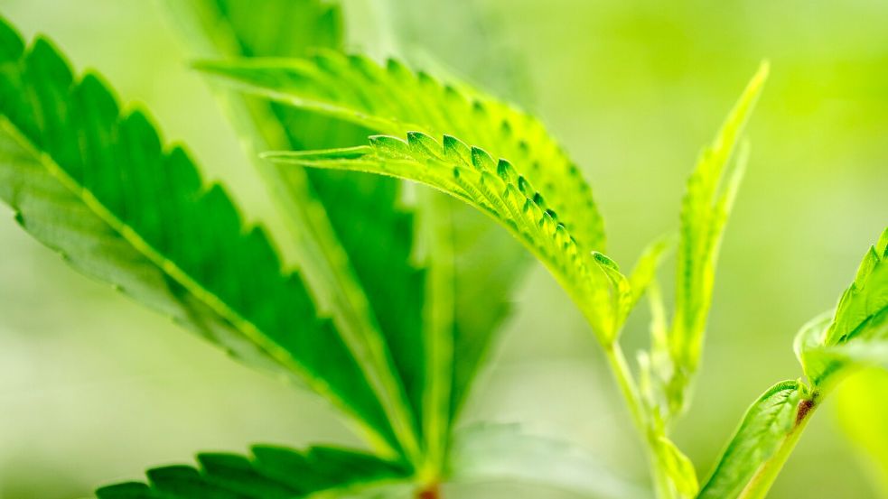 Cannabispflanzen wachsen in einem Blüteraum. Foto: DPA