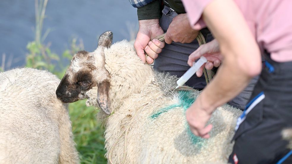 Eine Tierärztin behandelt zusammen mit dem Schäfer von der Blauzungenkrankheit befallene Schafe. Foto: DPA