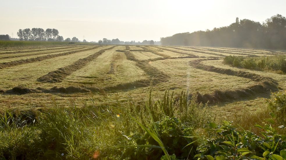 Morgenstimmung am Tjücher Moortun in Marienhafe. Zum Jahreswechsel sollen hier für die zentrale Sportstätte die ersten Bagger rollen. Fotos: Thomas Dirks