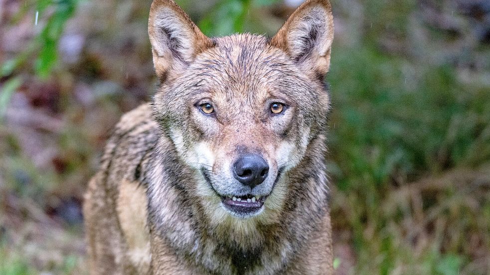 Ein Wolf. Foto: DPA