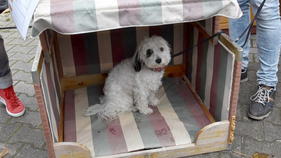 „Flocke“ nahm ihren Hundestrandkorb sofort in Besitz. Foto: Thomas Dirks