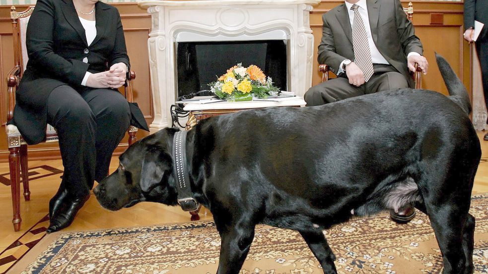 Berühmtes Foto: Bei einem Treffen in Sotschi lässt der russische Präsident Wladimir Putin seinen schwarzen Labrador „Koni“ in den Raum, obwohl Angela Merkel Angst vor Hunden hat. Foto: Dmitry Astakhov ITAR-TASS PO/epa/dpa