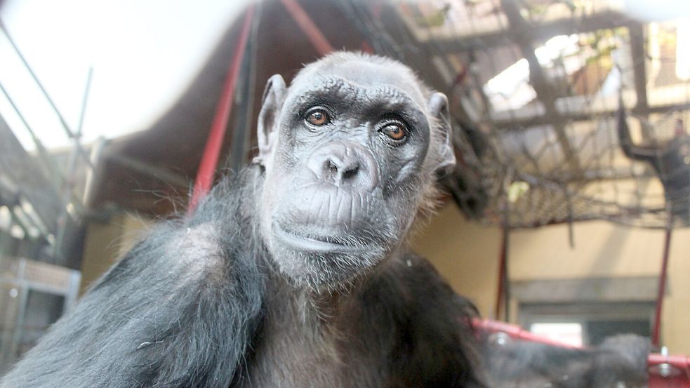 DHL absolviert pro Jahr mehr als eine Milliarde Lieferungen. Dazu zählen kleine Pakete bis vor die Haustür, aber auch ganz spezielle Ladungen - 2024 auch ein Menschenaffe. Foto: DHL Group/Monkey World