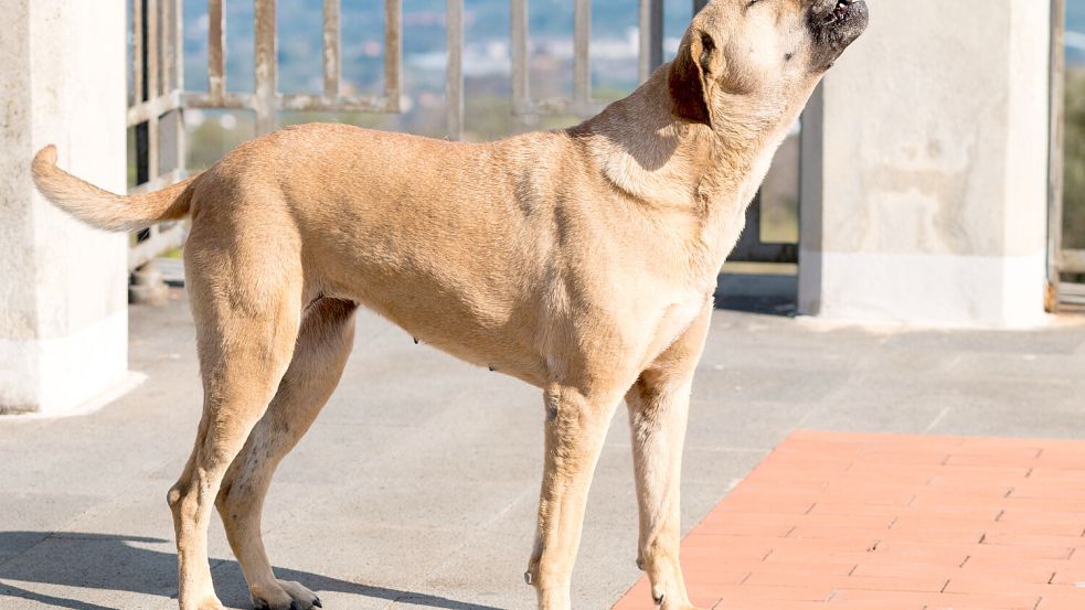 Fährt ein Rettungswagen mit Sirene vorbei, setzen einige Hunde zum Heulen an. Warum ist das so? Foto: IMAGO/YAY Images
