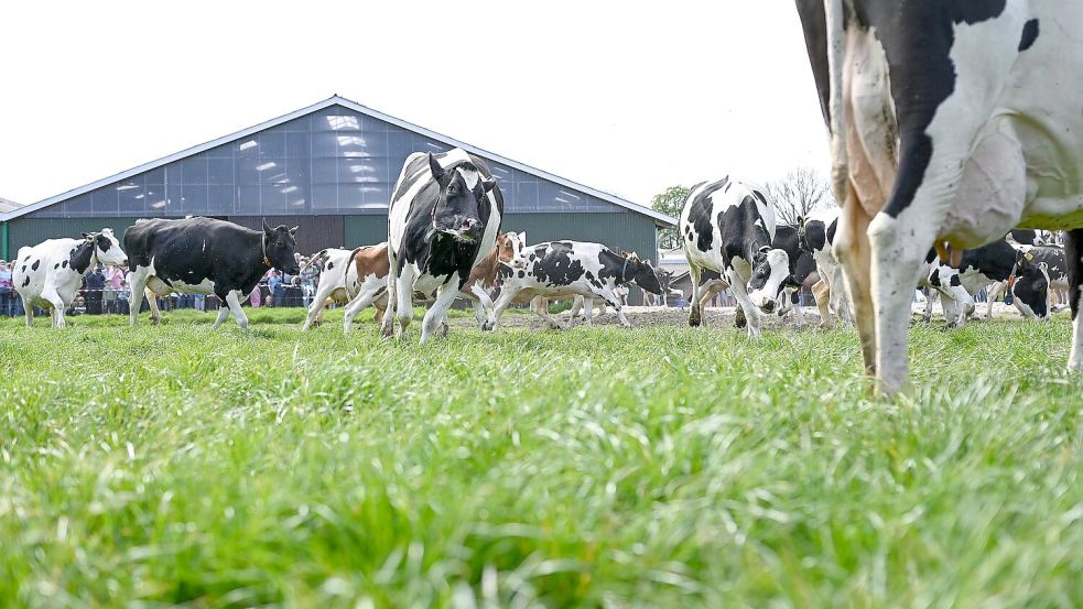 Kühe laufen vom Stall auf die Weide. Bei den Landwirten ändert sich durch die Grundsteuerreform derzeit einiges. Foto: DPA