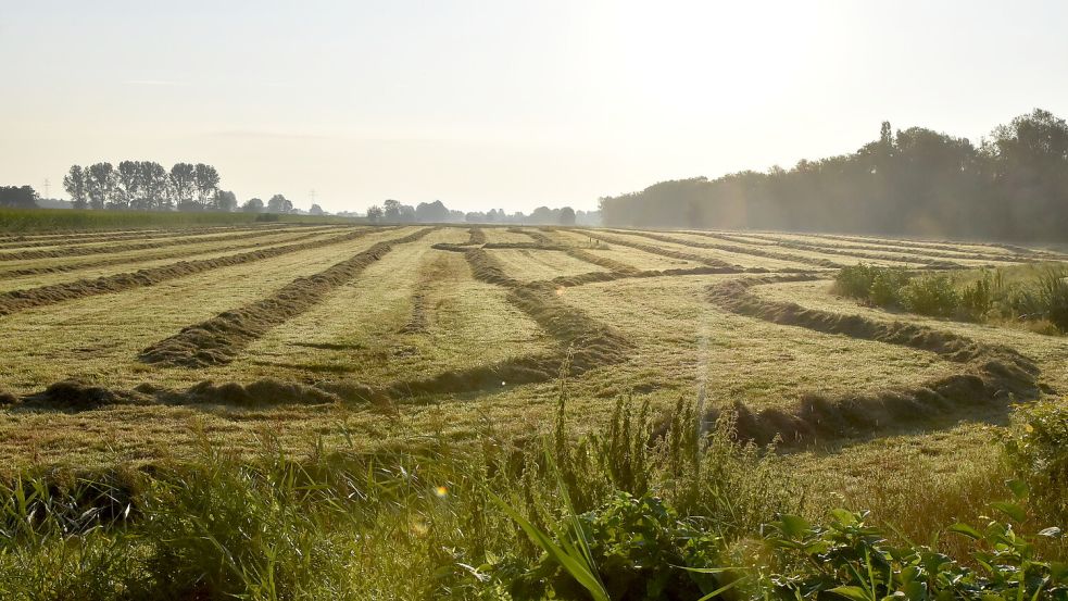 Der Grasschnitt wird auf diesem Gelände am Tjücher Moortun wohl bald ganz anders stattfinden. Foto: Thomas Dirks