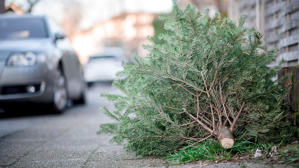 Nach den Feiertagen fliegt der Weihnachtsbaum aus den Wohnzimmern. Foto: dpa/Fabian Strauch