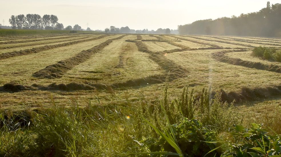 Der Grasschnitt wird auf diesem Gelände am Tjücher Moortun wohl bald ganz anders stattfinden. Foto: Thomas Dirks
