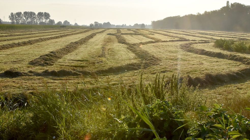 Hier am Tjücher Moortun in Marienhafe soll das neue Sportzentrum entstehen. Foto: Thomas Dirks