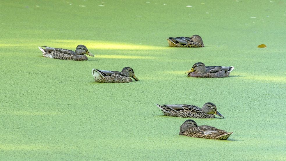 Appetitlich? Grüne Wasserlinsen erhielten wegen ihrer Beliebtheit als Entenfutter den Namen „Entengrütze“. Eignen sich die kleinen Wasserpflanzen zum Abnehmen? Foto: IMAGO/Raimund Kutter