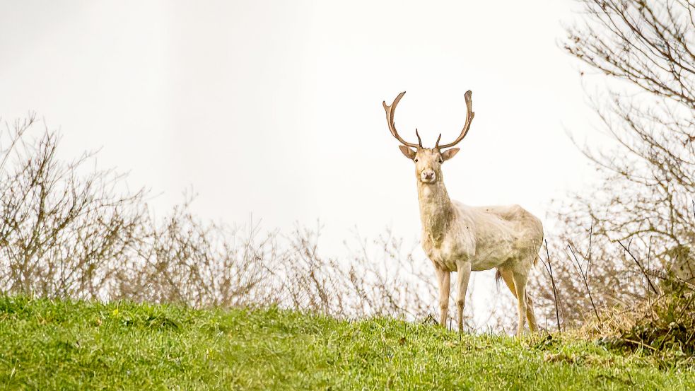 Der weiße Hirsch war in Glücksburg zu einer Publikumsattraktion geworden. Foto: Gesine Schönborn