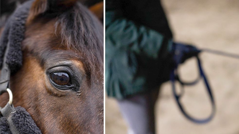 Im Pferdesport gibt es zahlreiche Abhängigkeiten, die potentielle Täter ausnutzen können. Foto: Michael Gründel